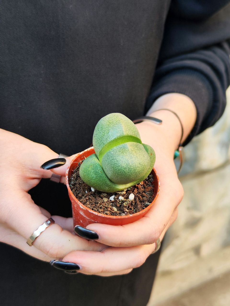 Плейоспилос Нелли Одиночный (Pleiospilos Nelii) D5см