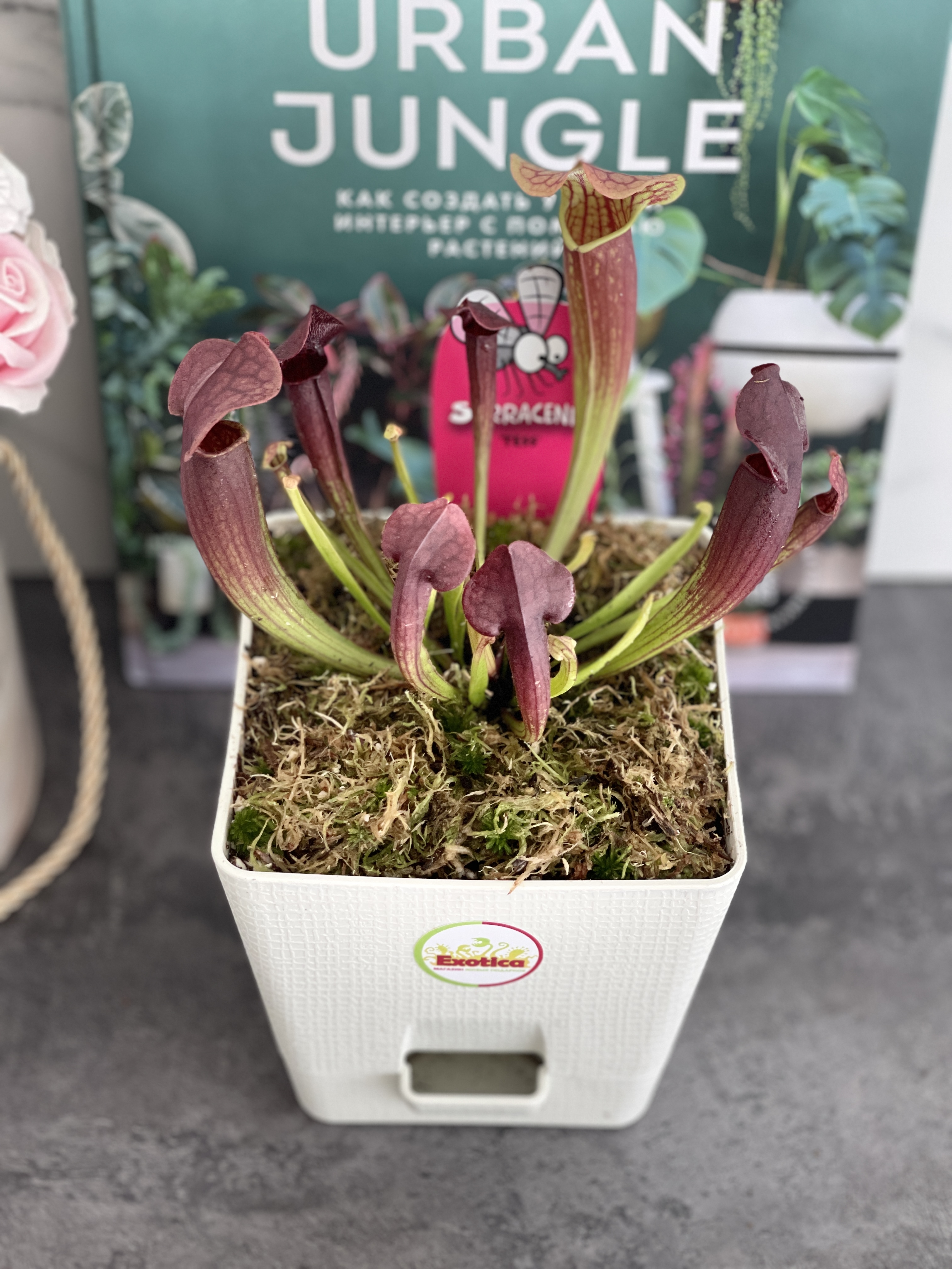 Саррацения Тесс (Sarracenia Tess) пересаженная D12см