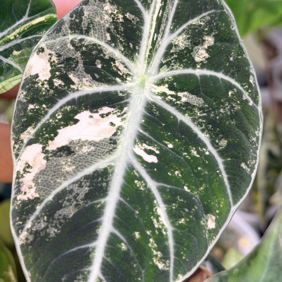 Алоказия Ниндзя Вариегатная (Alocasia Ninja Variegated) D6см