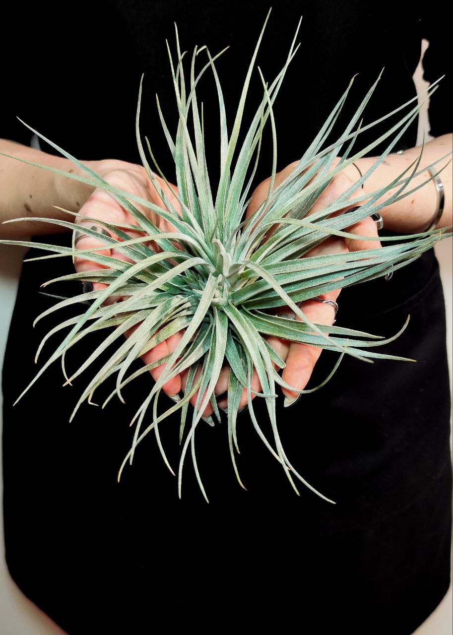 Тилландсия Сильвер XL (Tillandsia Silver XL)