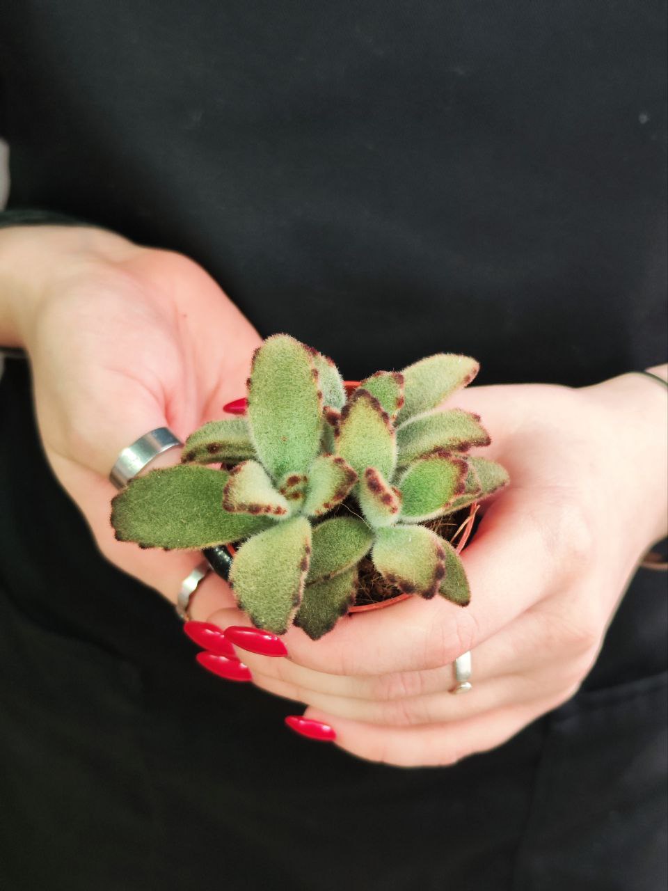 Каланхоэ Томентоза Аида (Kalanchoe Tomentosa Aida) D5см