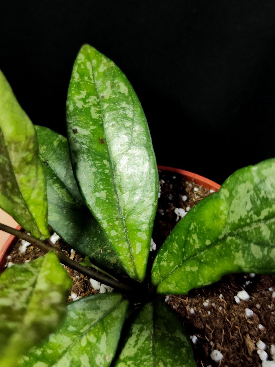Хойя Крассиопетиолата Сплеш (Hoya Crassipetiolata Splash) D10см
