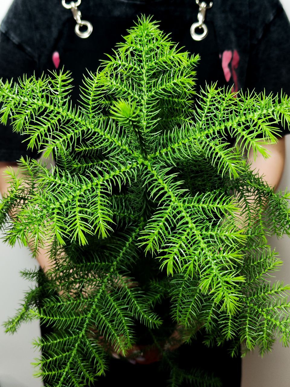 Араукария Разнолистная (Araucaria Heterophylla) D10см