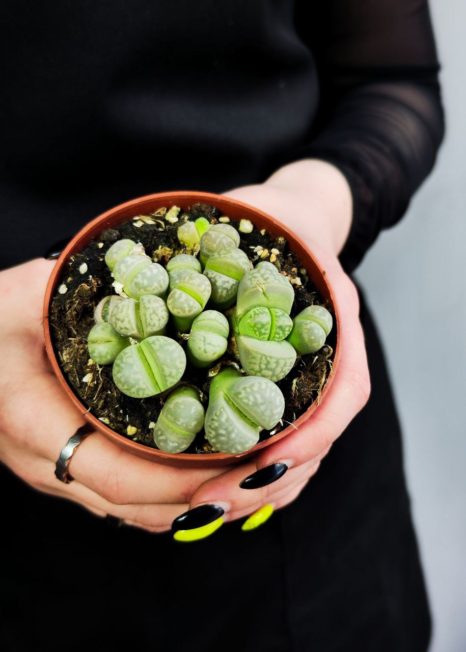 Литопсы Грин (Lithops Green Group) D8см