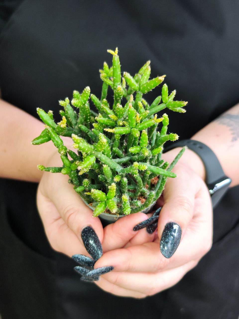 Рипсалис Барчела (Rhipsalis Burchellii) D5см