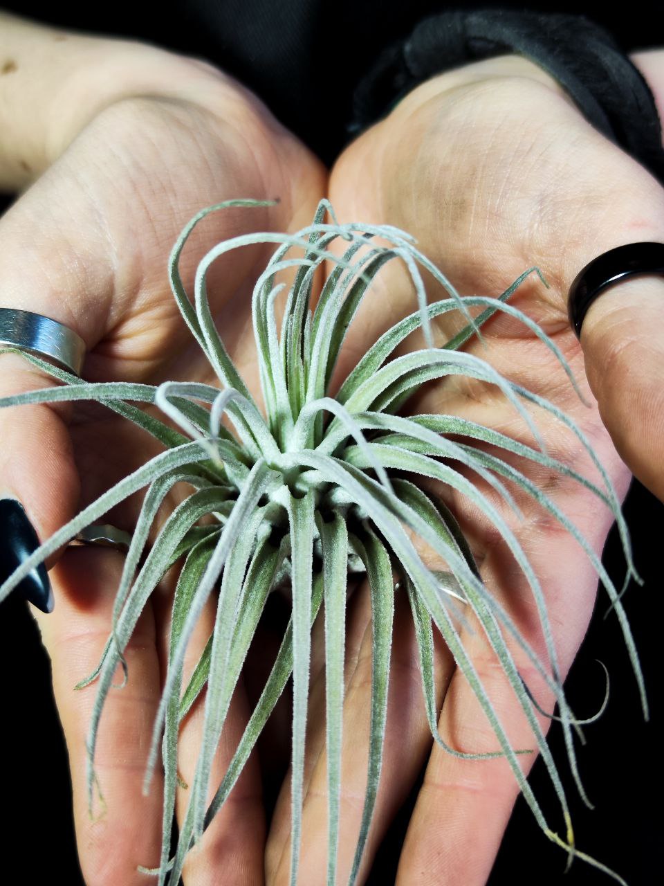 Тилландсия Оаксакана (Tillandsia Oaxacana)