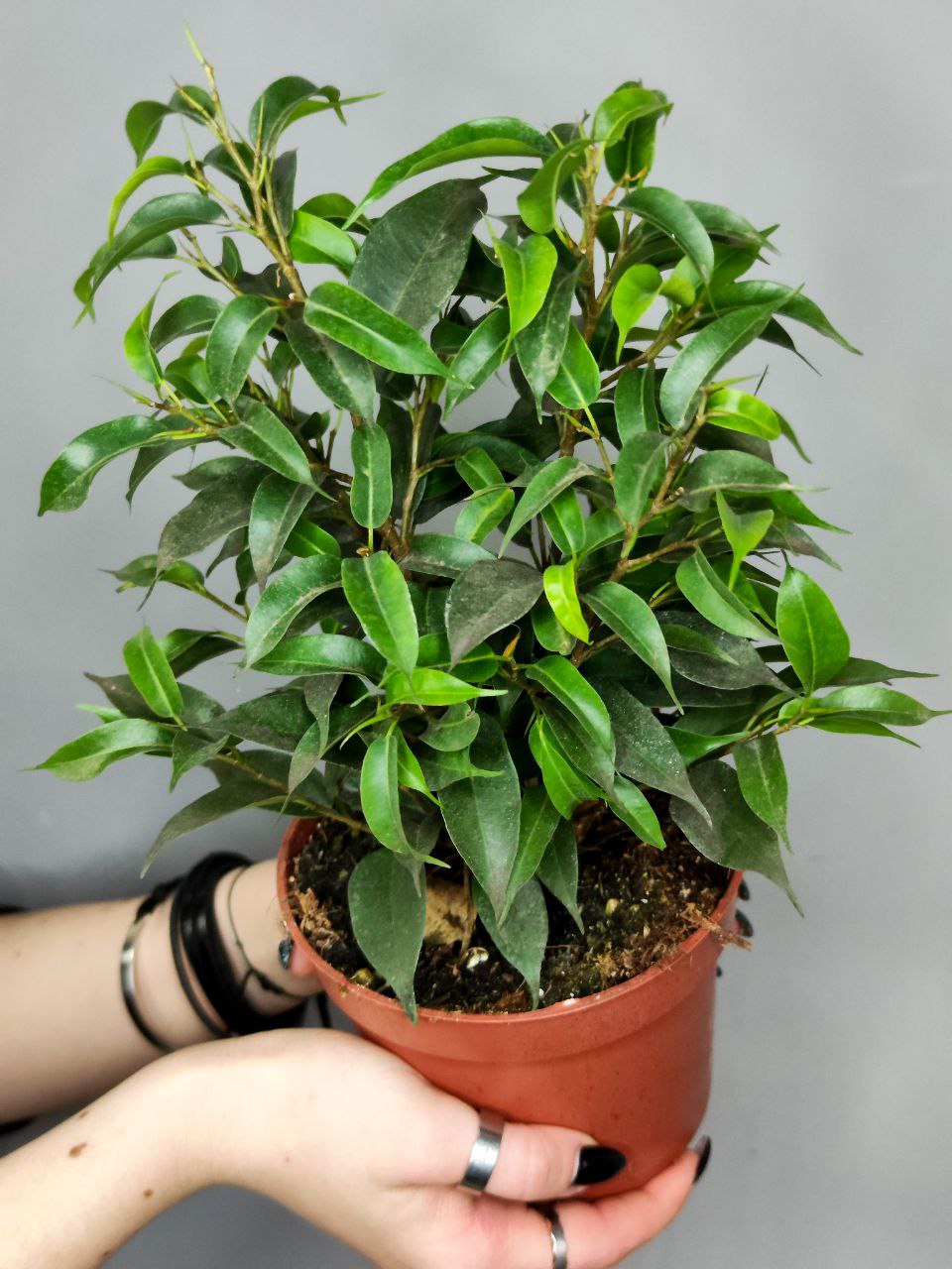 Фикус Бенджамина Наташа (Ficus Benjamina Natasja) D12см