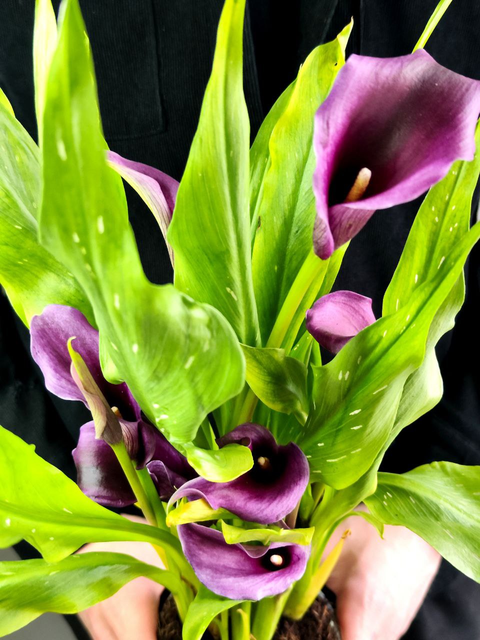 Зантедеския Фиолетоая (Zantedeschia Purple) D12см