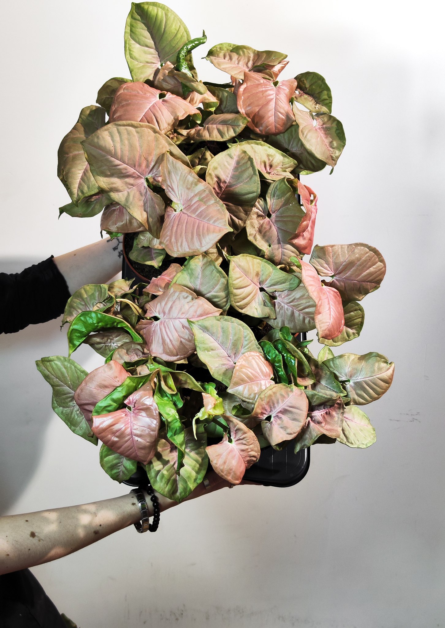 Сингониум Неон Робуста (Syngonium Neon Pobusta) D7см
