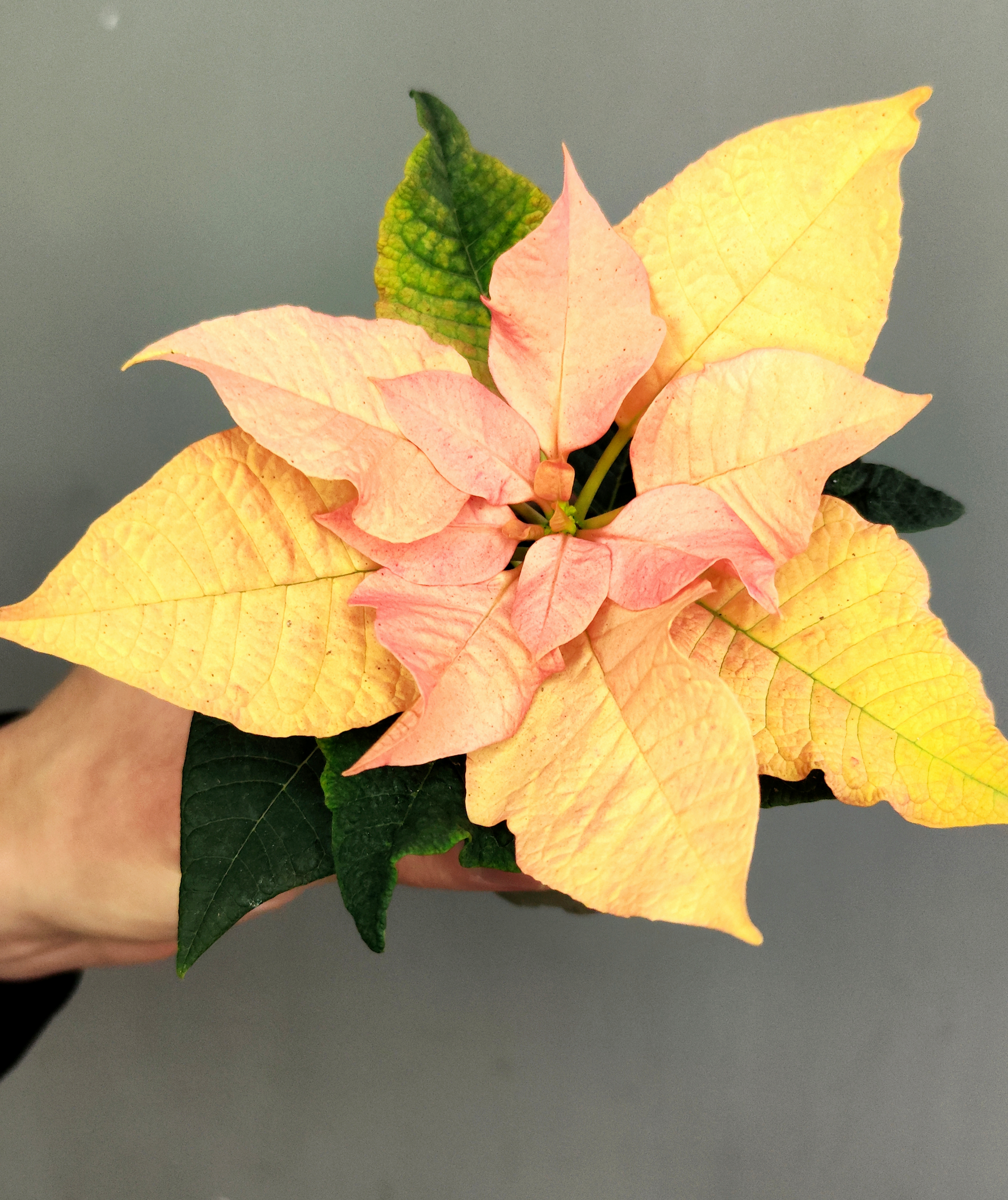 Пуансеттия Ванильно - Лимонная (Poinsettia Lemon Snow) D6см