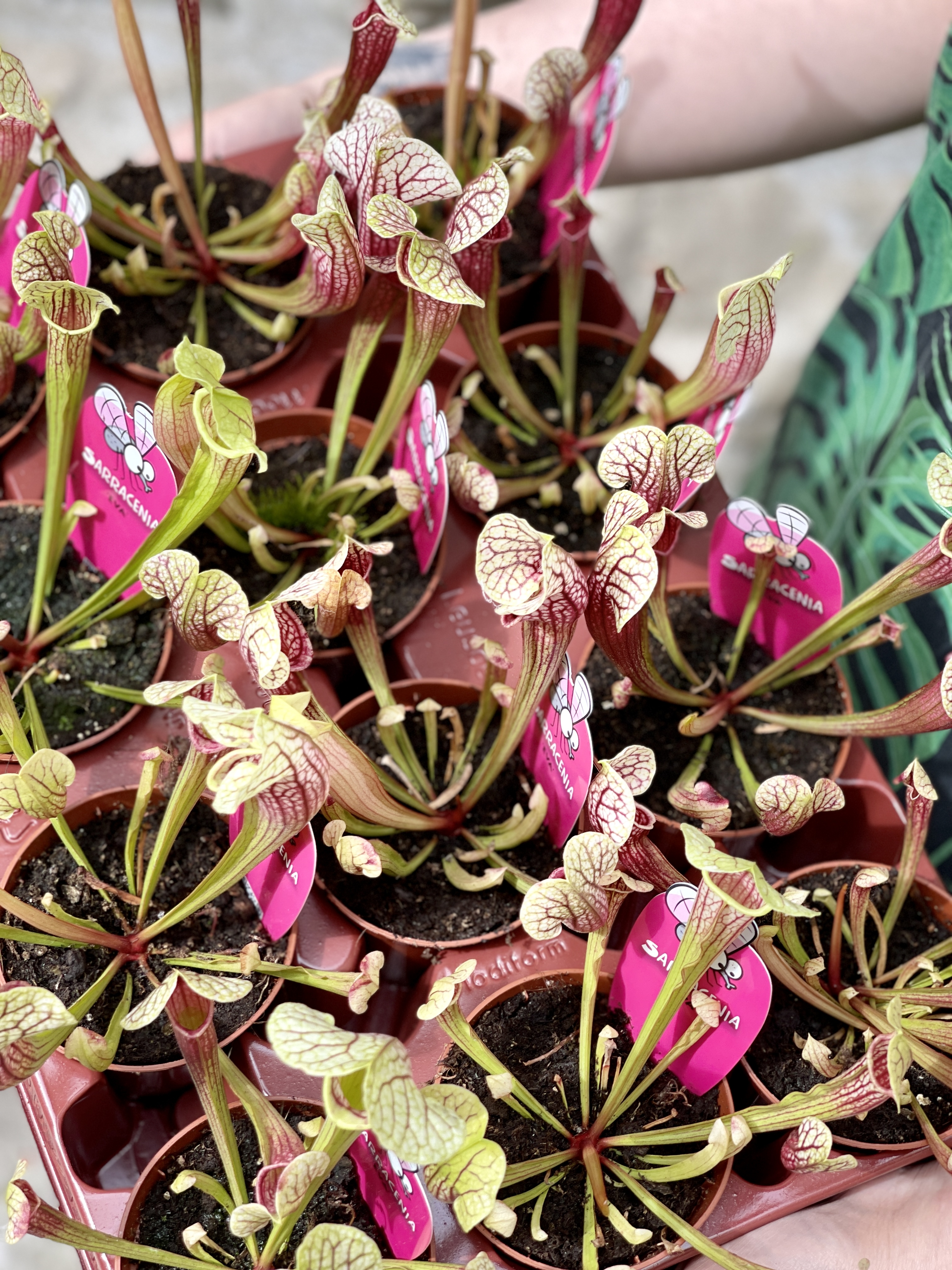 Саррацения Эва (Sarracenia Eva) D9см