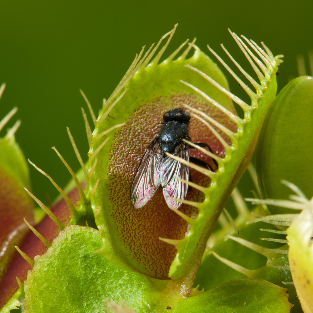Семена Венериной Мухоловки Типичная Форма (Dionaea Muscipula), 15 шт