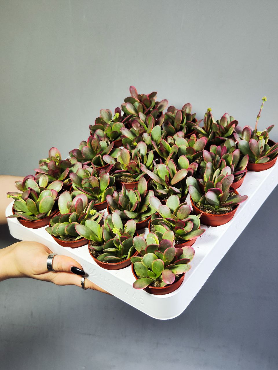 Крассула Платифилла Вариегатная (Crassula Platyphylla Variegata) D5см