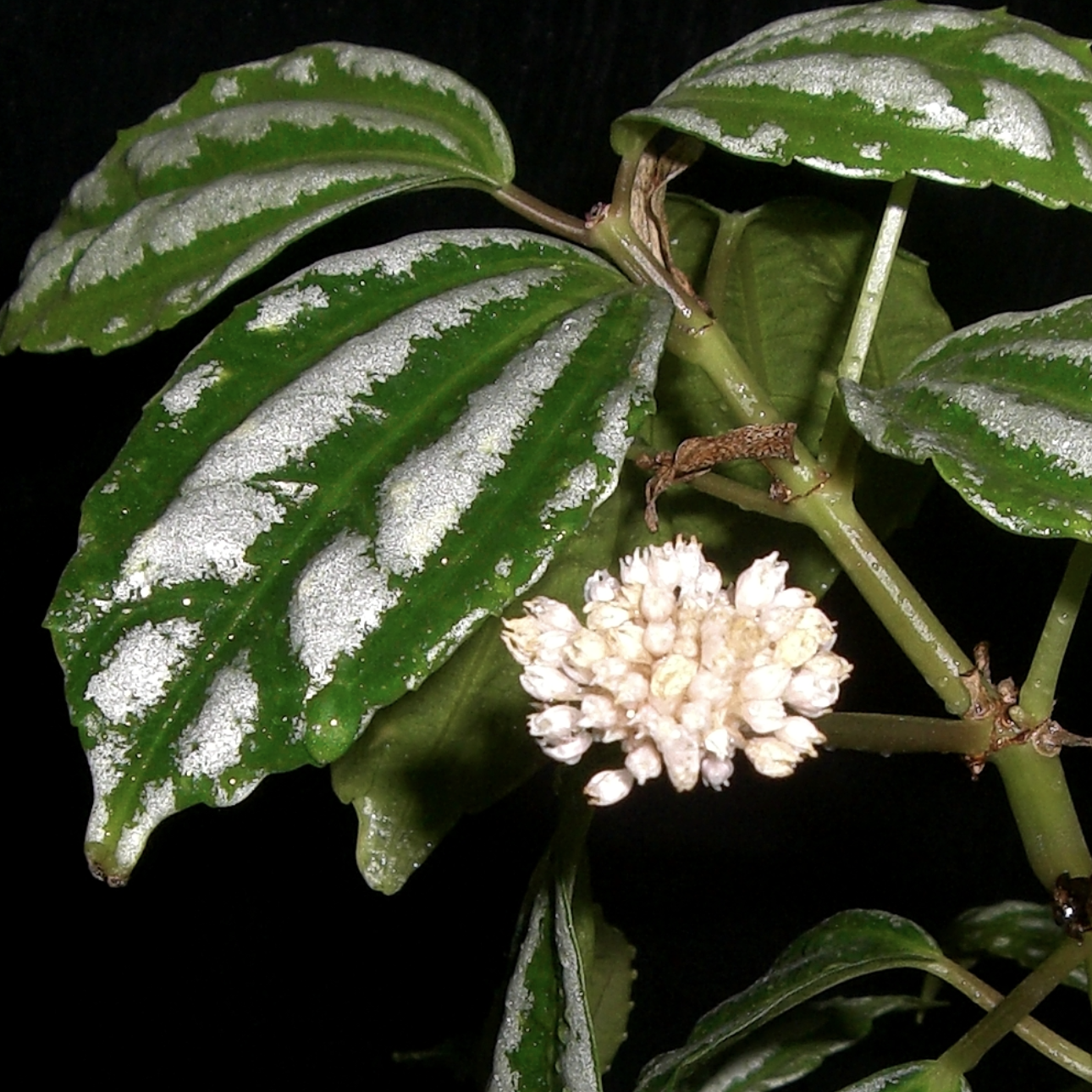 Пилея Арбузная Кадье (Pilea Cadierei) D6см