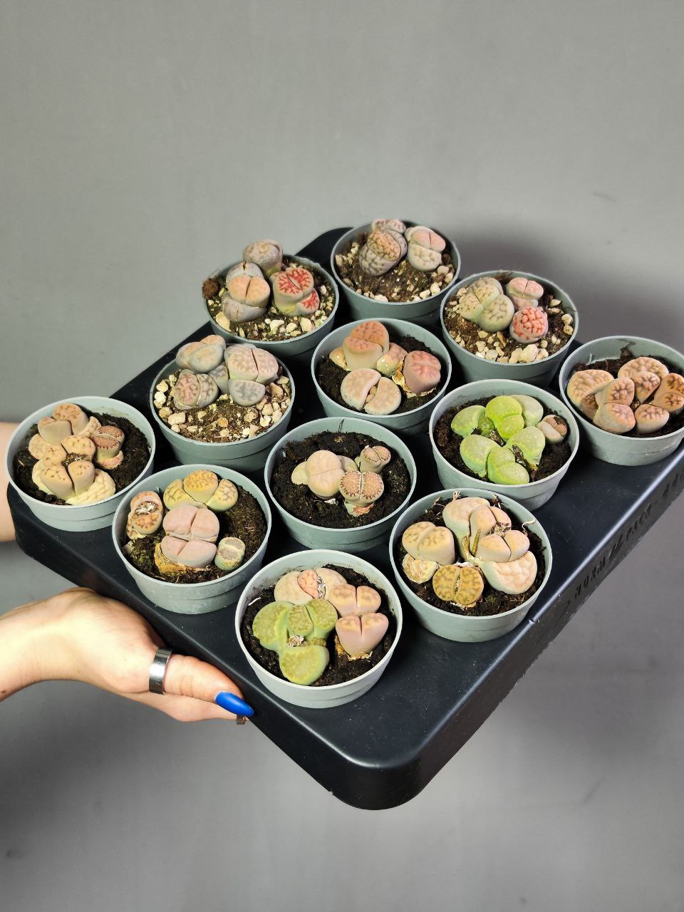 Литопсы Микс (Lithops Mix) D6,5см