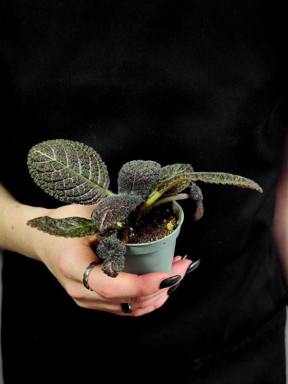 Эписция Медно-Красная (Episcia Cupreata Copper) D6см