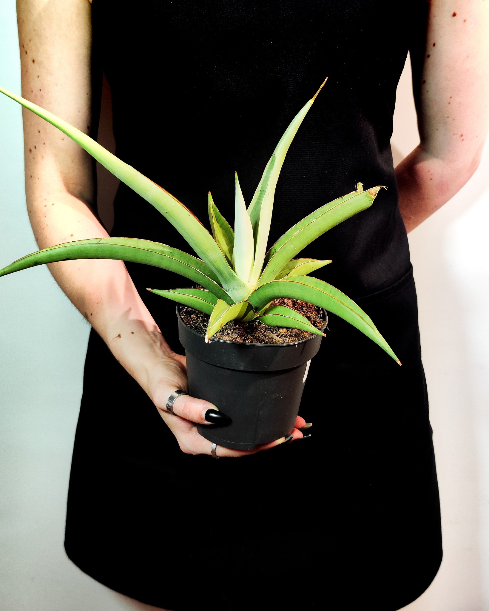 Сансевиерия Комета Пастель Грей (Sansevieria Comet Pastel Grey) D12см