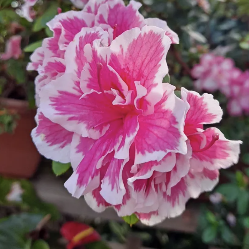 Рододендрон (Азалия) Индика Биколор (Azalea Indica Bicolor) D13см