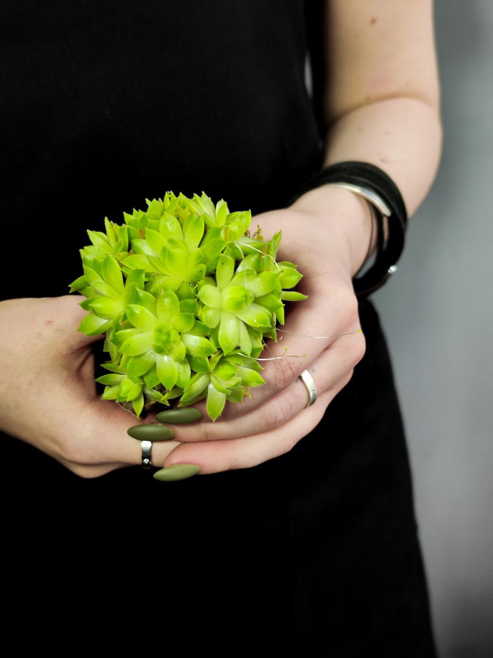 Семпервивум Грин, или Молодило Зеленое (Sempervivum Green) D5см