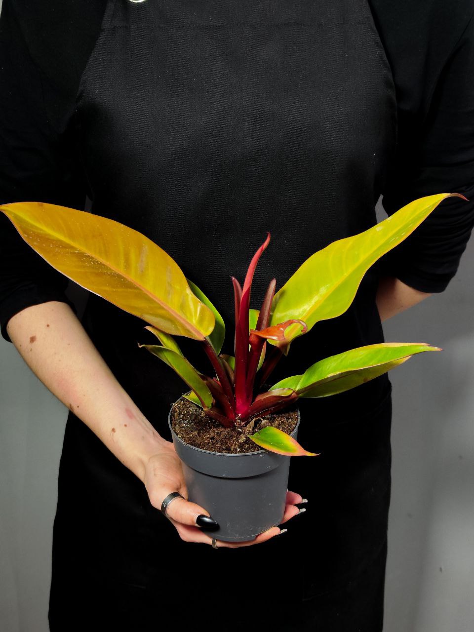 Филодендрон Принц Оранж (Philodendron Prince of Orange) D12см