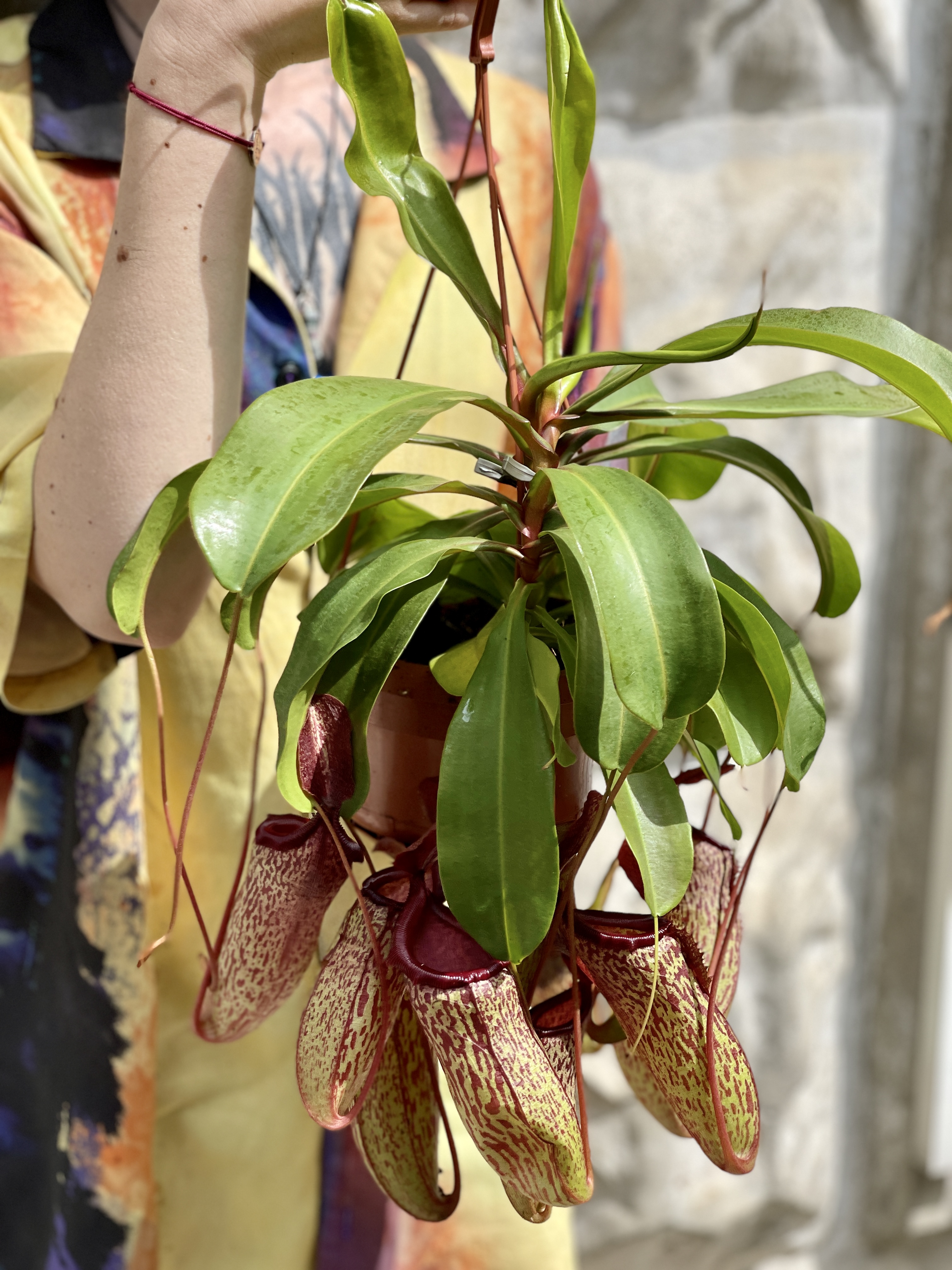 Непентес Сэм (Nepenthes Sam) D14см