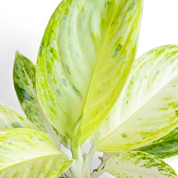 Аглаонема Арктик Лайм (Aglaonema Arctic Lime) D12см