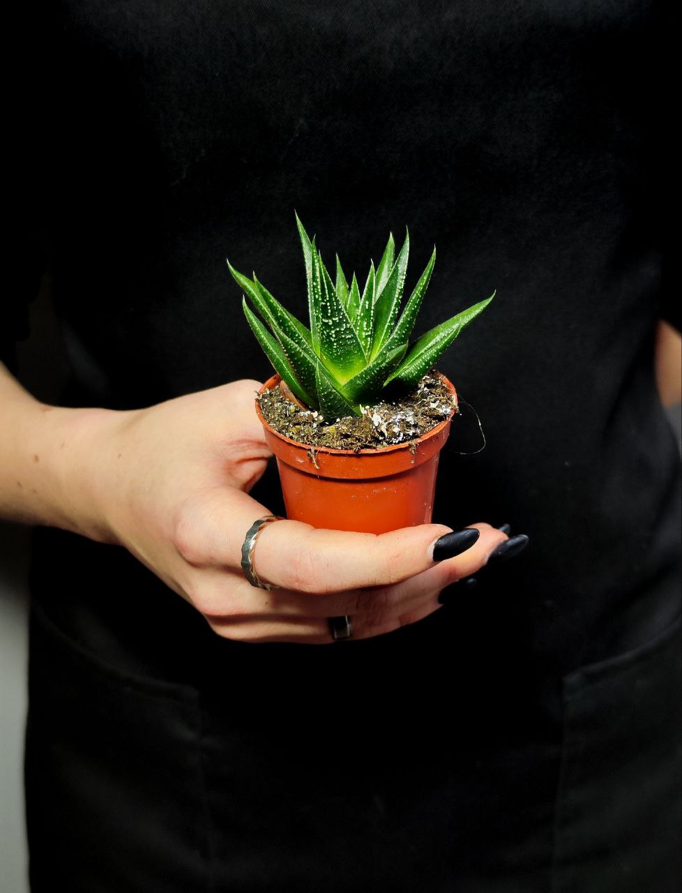 Хавортия Хербацея (Haworthia Herbaceae) D5см