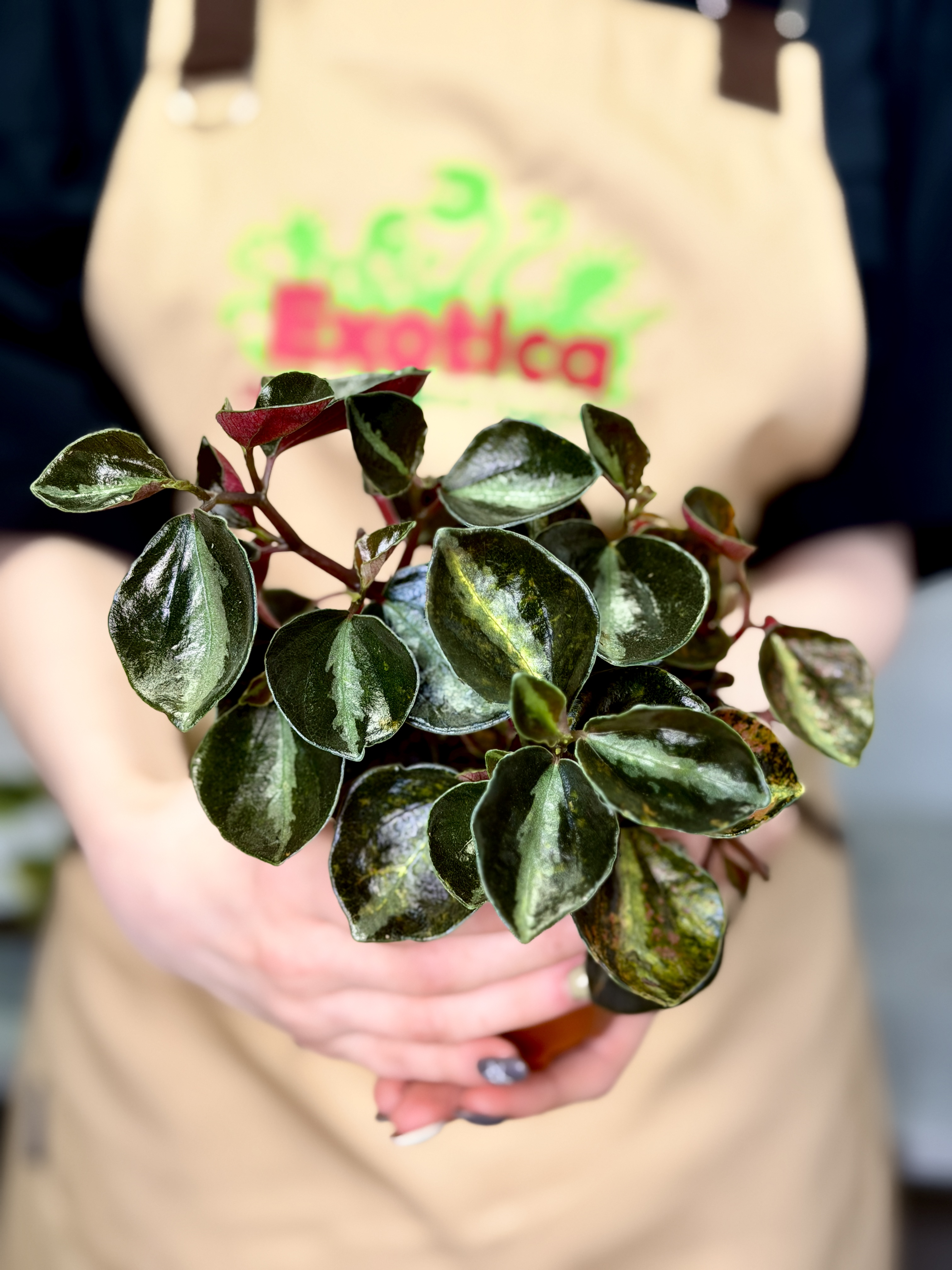 Пеперомия Крем Брюле (Peperomia Creme Brulee) D8см