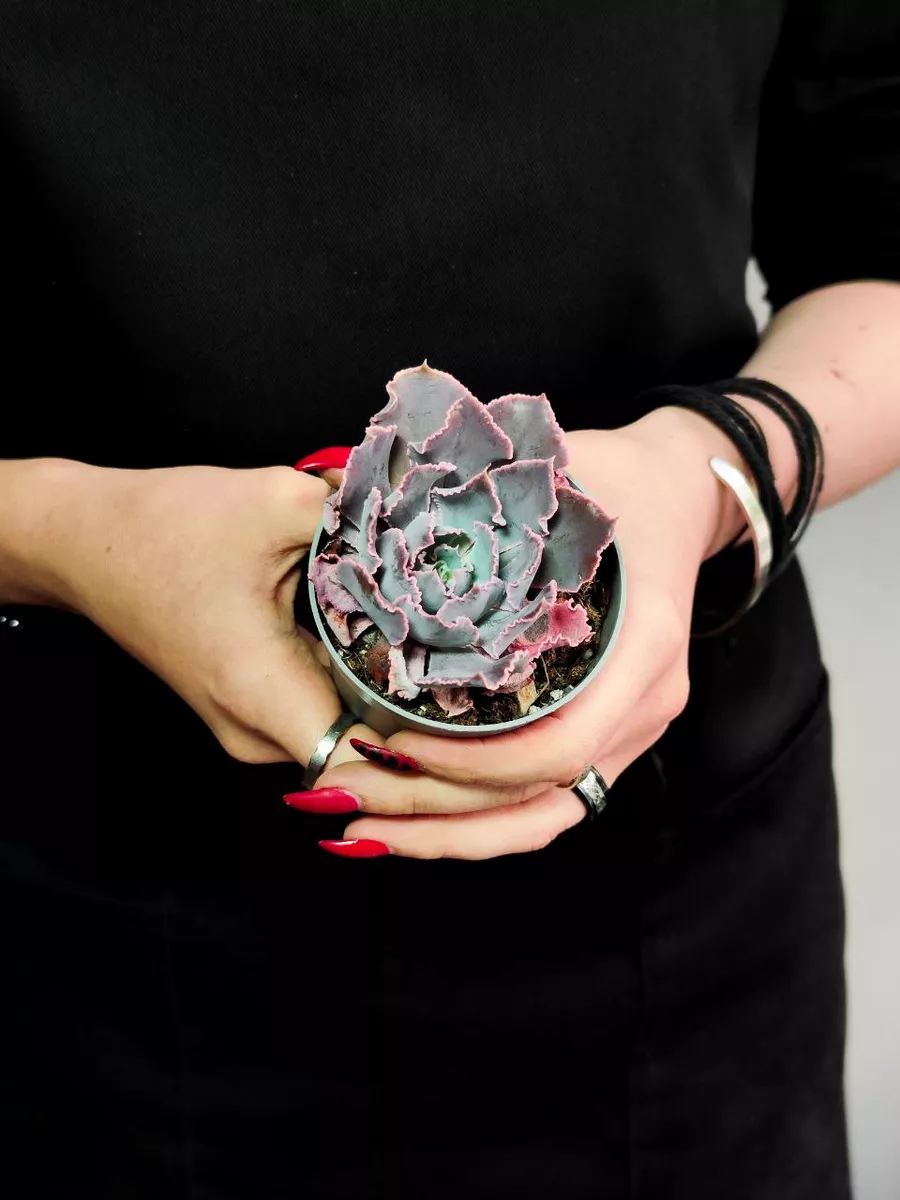 Эхеверия Шавиана Пинк Фриллс (Echeveria Shav.Pink Frills) D6,5см