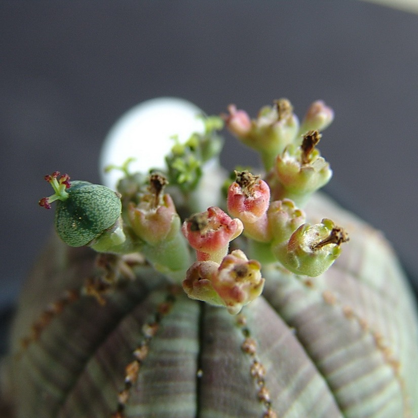 Молочай Тучный (Euphorbia Obesa) D5см