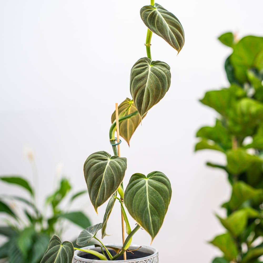 Филодендрон Меланохризум (Philodendron Melanochrysum) D6см