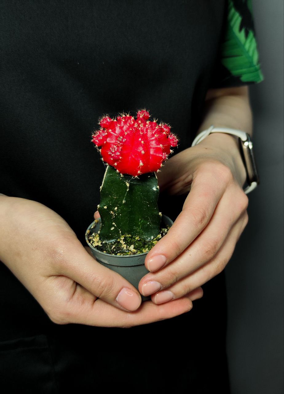 Кактус Гимнокалициум Михановича Красный (Gymnocalycium Mihanovichii Red) D5см