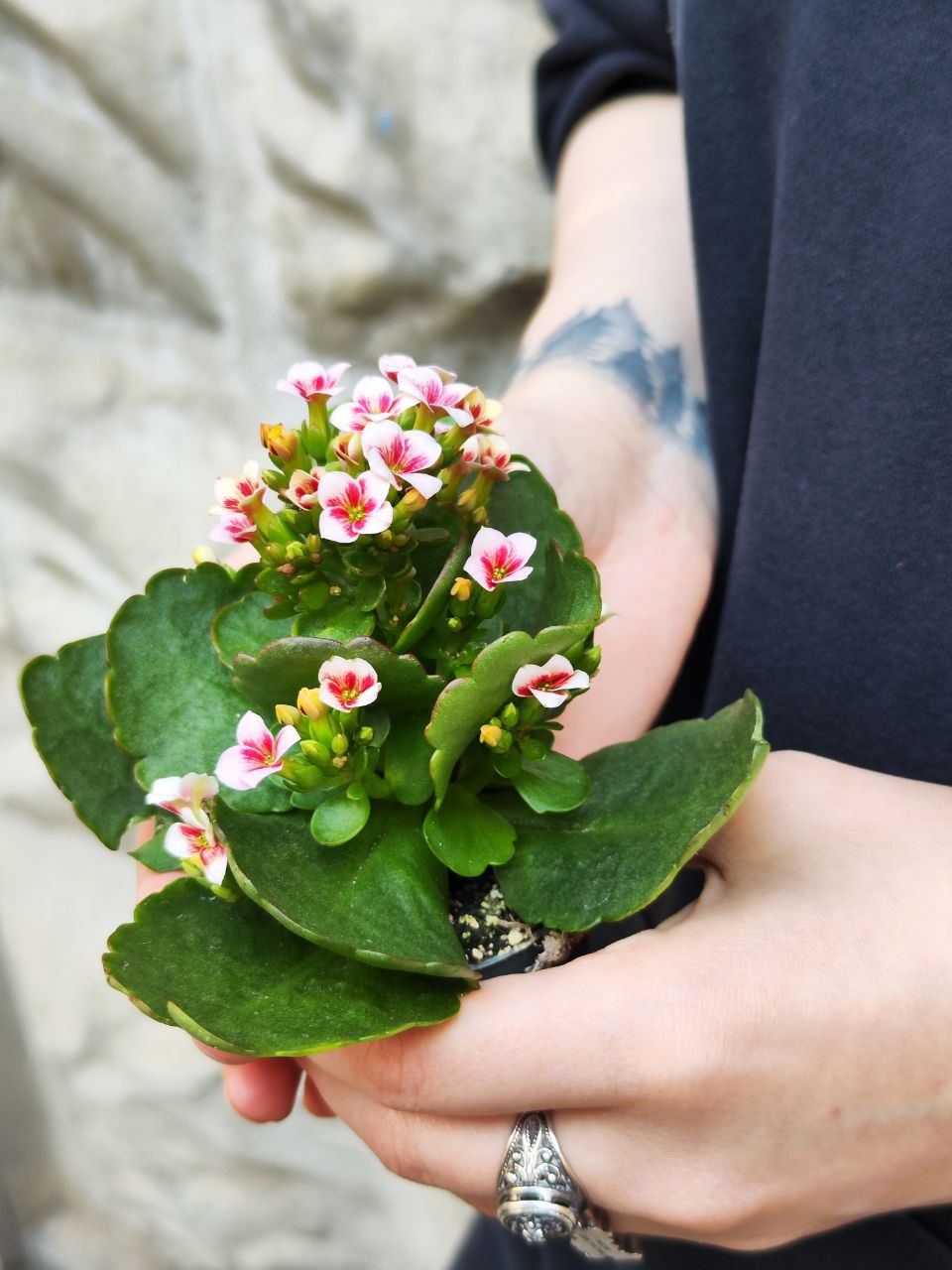 Каланхоэ Розалина Розовая Мэджик (Kalanchoe Rosalina Pink Magic) D6см