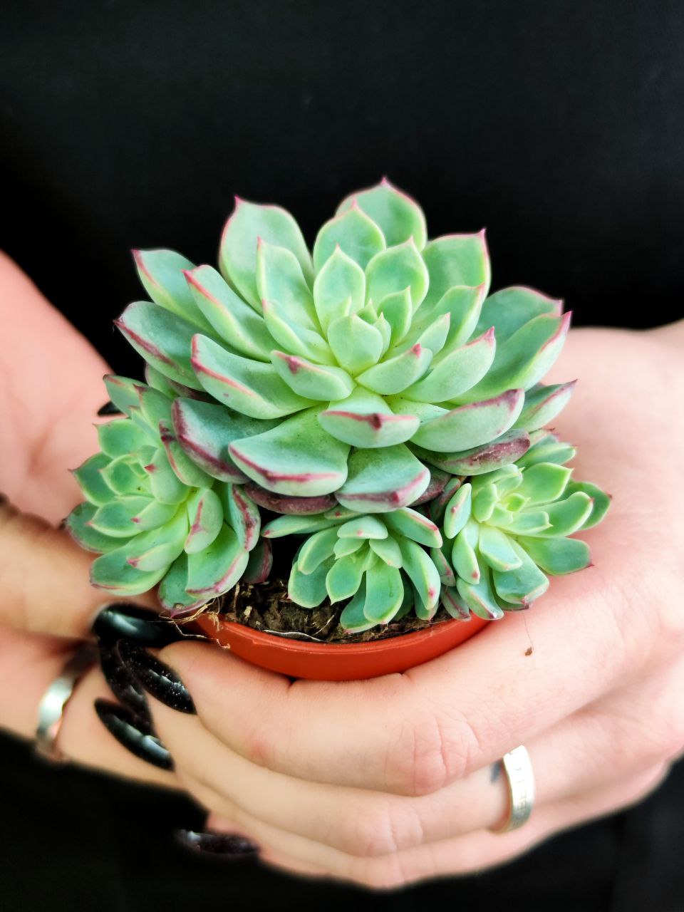 Эхеверия Минима (Echeveria Minima) D5см
