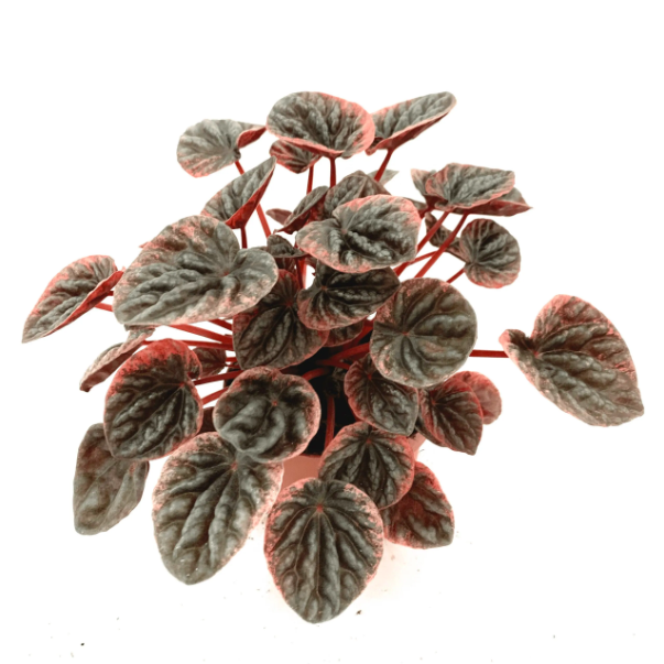 Пеперомия Каперата Абрикос (Peperomia Caperata Abriсos) D11см