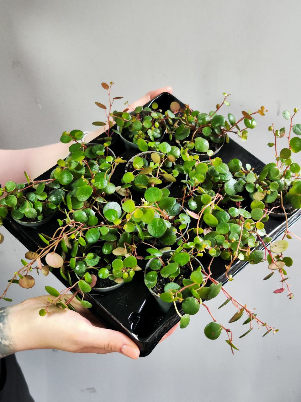 Пеперомия Пепперспот (Peperomia Pepperspot) D5см