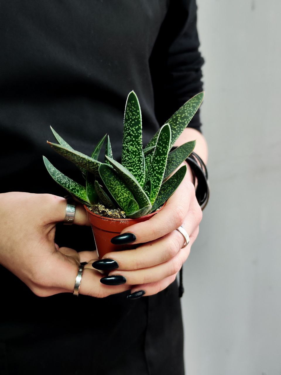 Гастерия Пятнистая (Gasteria Maculata) D5см