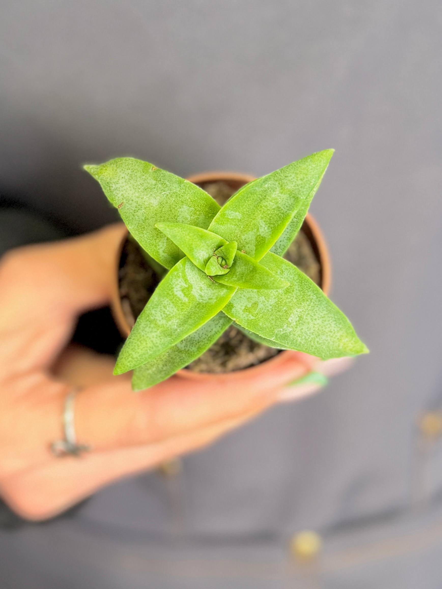 Крассула Перфората Пенхук Пасс (Crassula Perforata Penhoek Pass) D5см