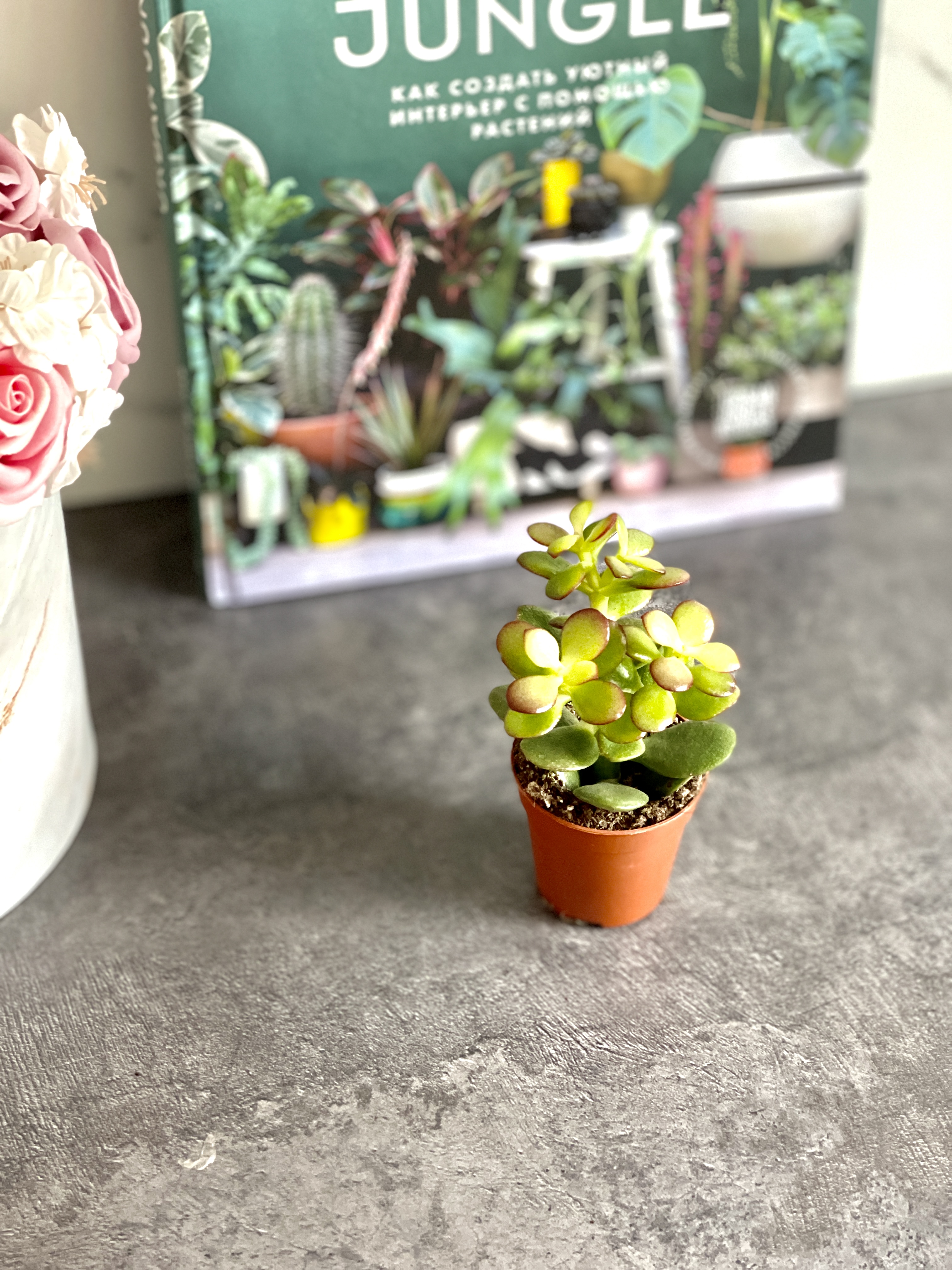 Крассула Овата Минор (Crassula Ovata Minor) D5см