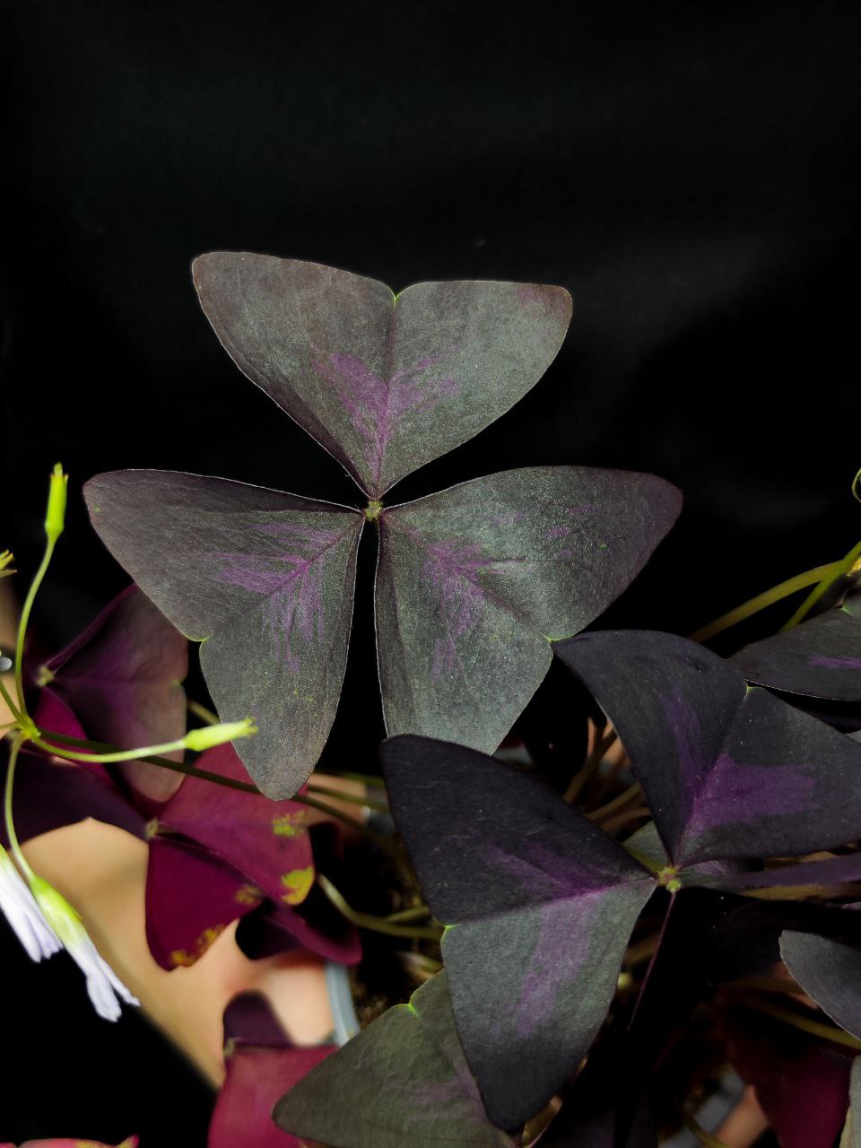 Кислица Треугольная Санни (Oxalis Triangularis Sanny) D10см