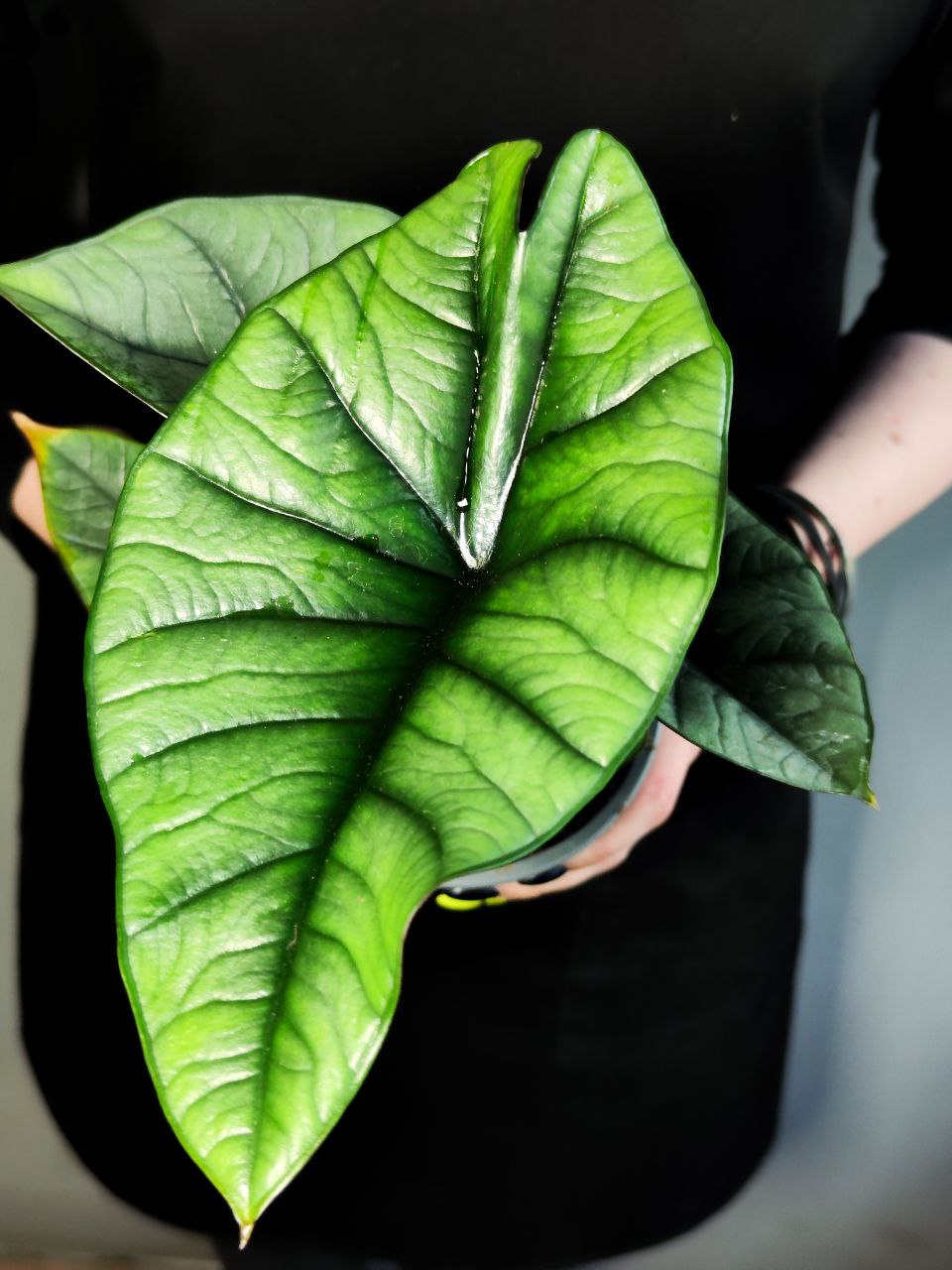 Алоказия Бисма Платинум (Alocasia Bisma Platinum) D12см