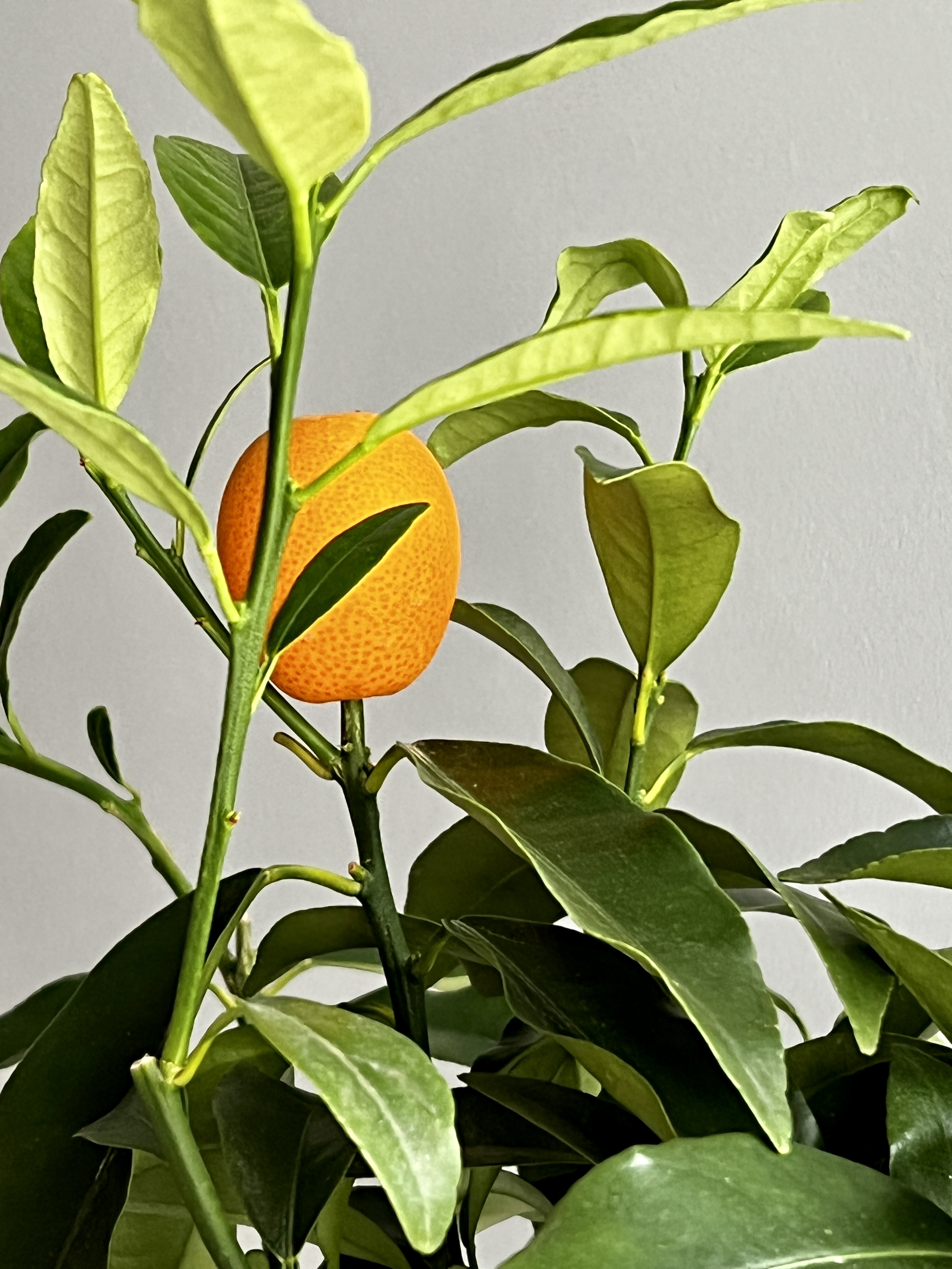 Цитрусовое дерево кумкват (Citrus kumquat) D19см