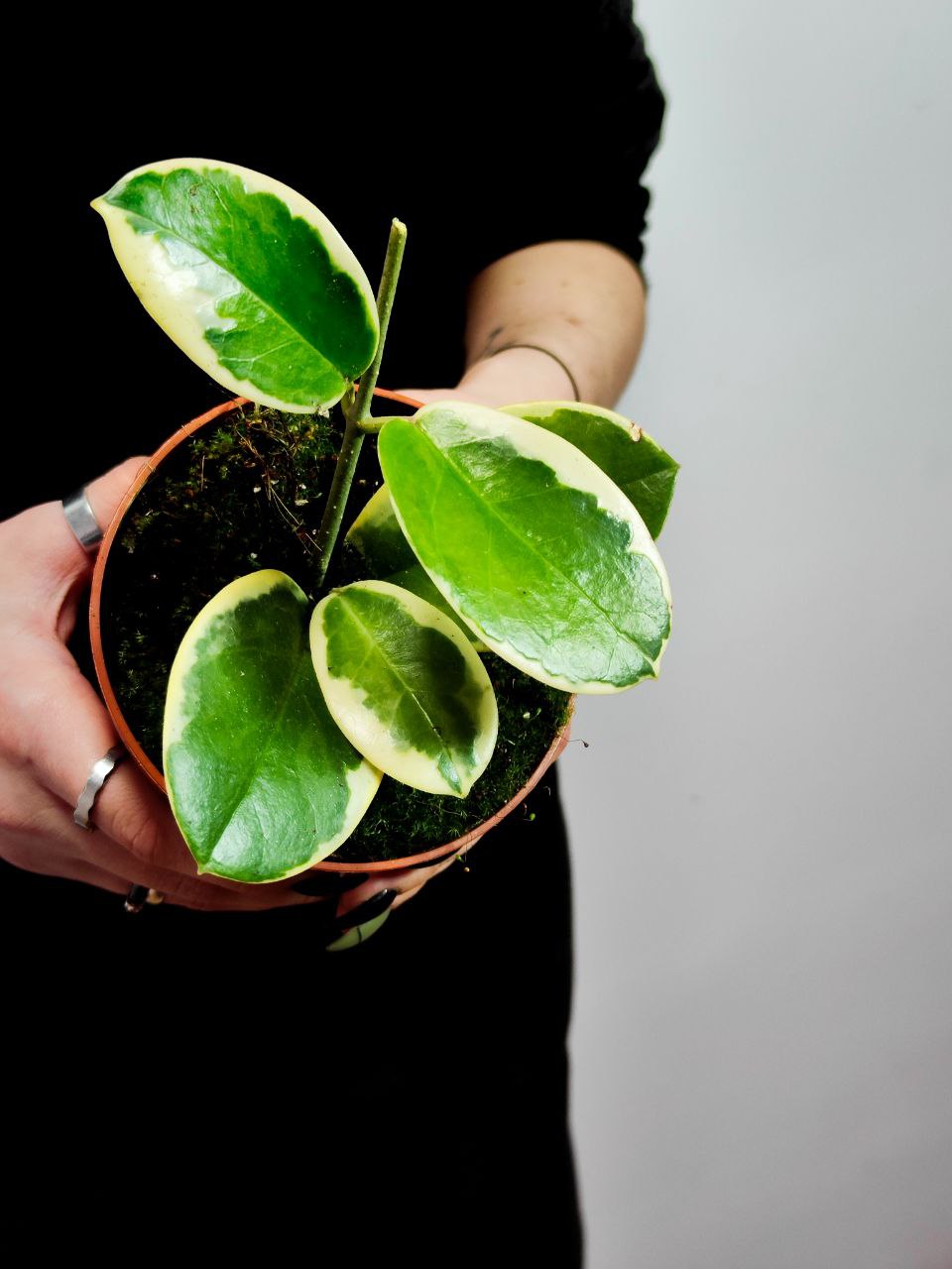 Хойя Аустралис Блонди (Hoya Australis Blondie) D10см
