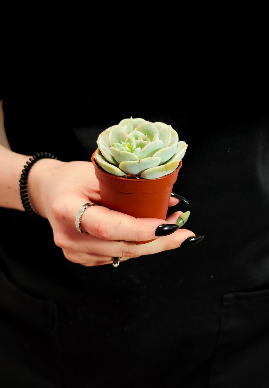 Эхеверия Грей Принц (Echeveria Grey Prince) D5см