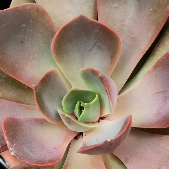 Эхеверия Нина (Echeveria Nina) D5см