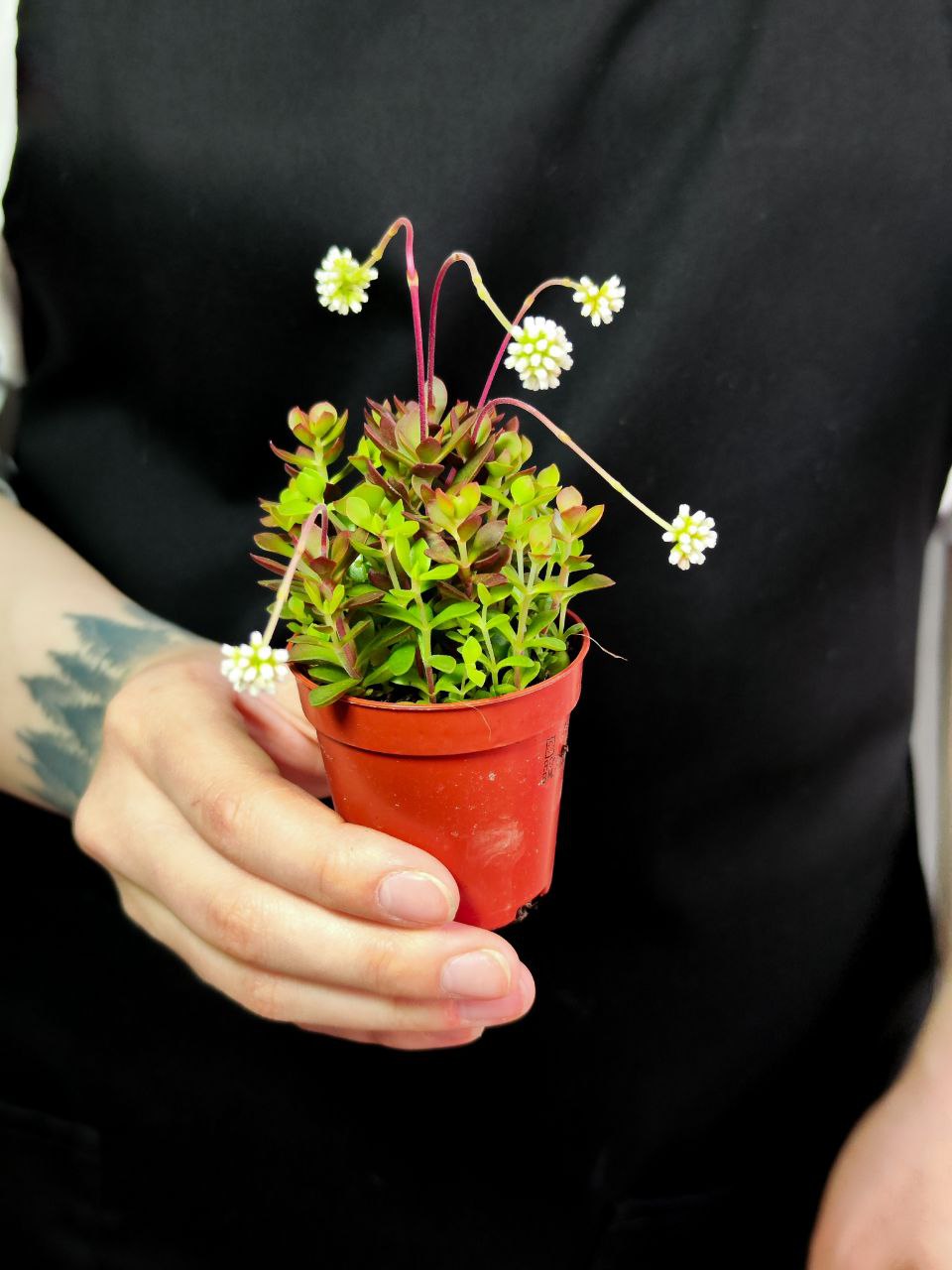 Крассула Радиканс (Crassula Radicans) D5см
