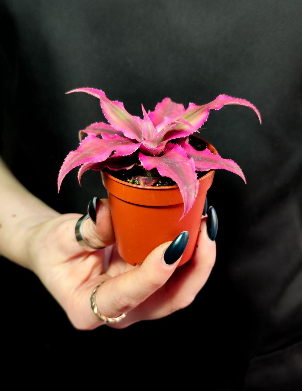 Криптантус Рубин Стар (Cryptanthus Rubin Star) D5см
