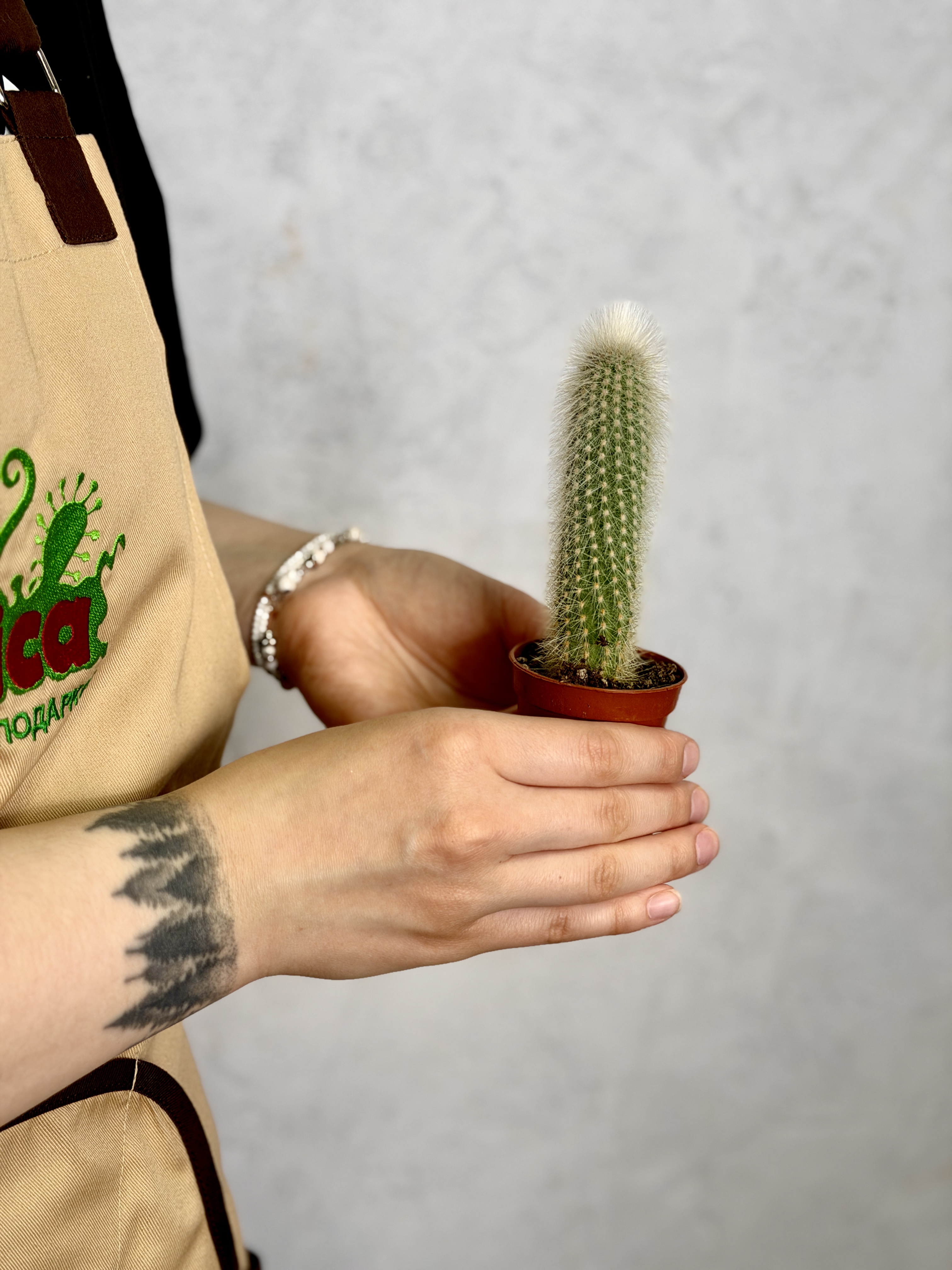 Кактус Клейстокактус Штрауса Одиночный (Cleistocactus Strausii) D5см