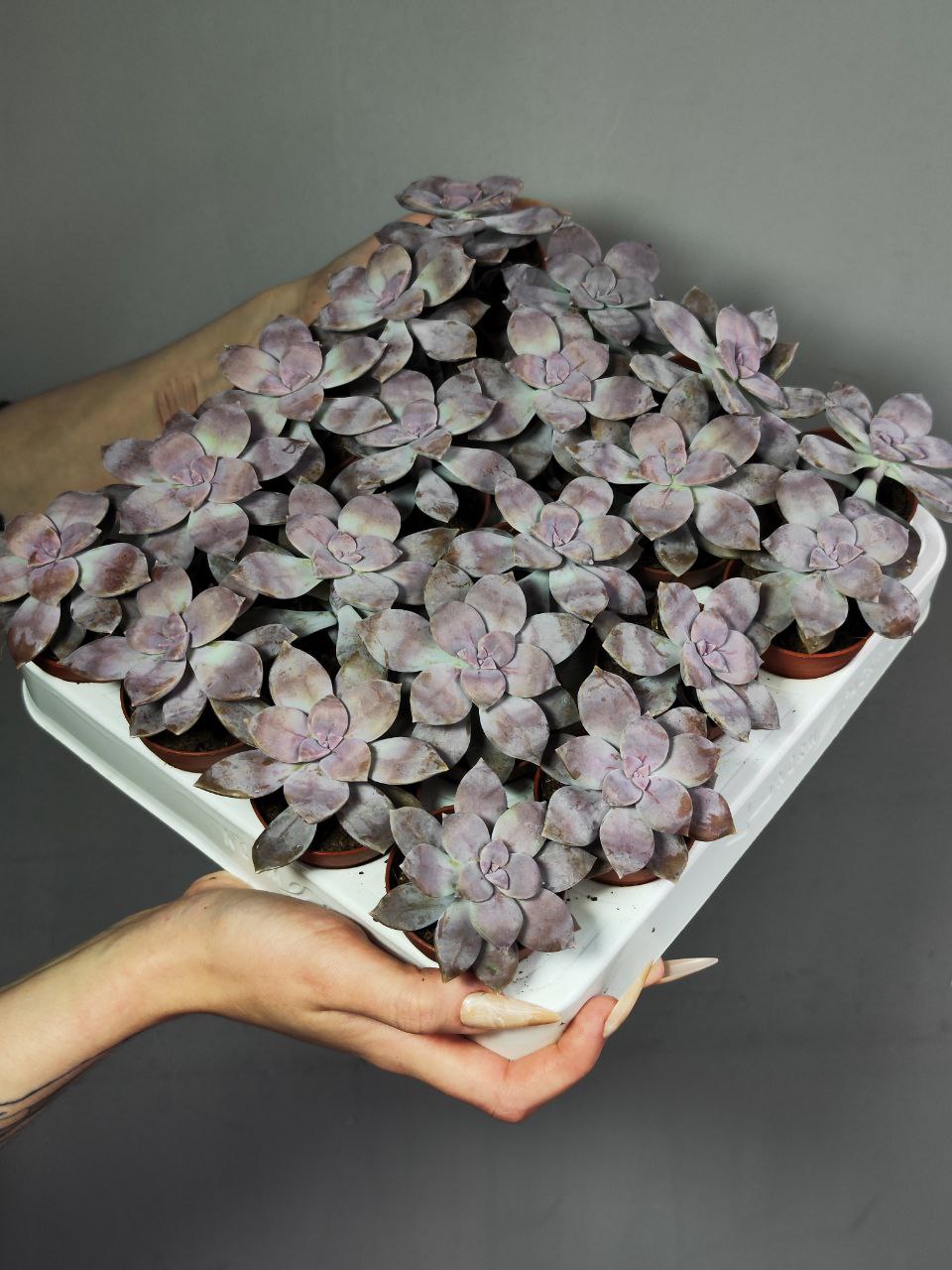 Граптоверия Супербум (Graptoveria Superbum) D5см