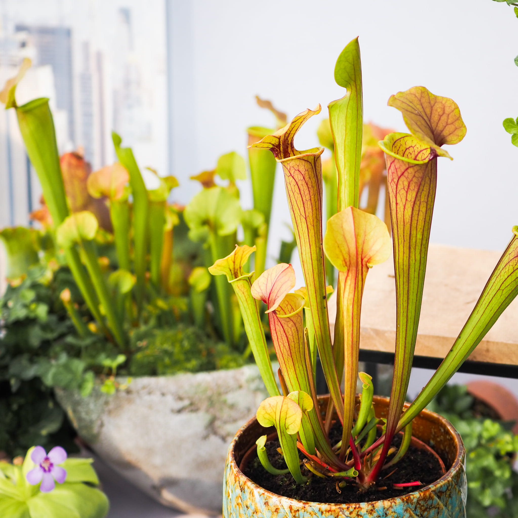 Саррацения Тиго (Sarracenia Tygo) D9см